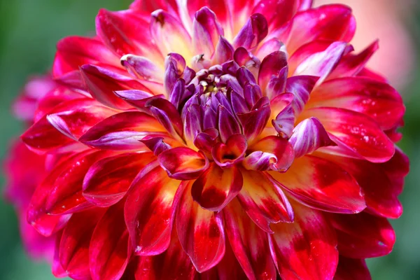 Flori Colorate Grădină Dahlia Natură Acoperite Picături Apă După Ploaie — Fotografie, imagine de stoc