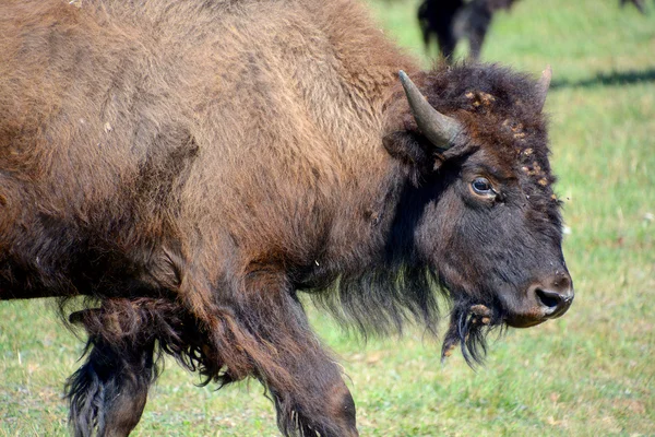 Amerikan bizonu ya da bizonu, bir zamanlar Kuzey Amerika 'nın otlaklarında geniş sürüler halinde yaşayan bir bizon türüdür.