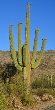 Saguaro, Carnegiea familyasından bir kaktüs türüdür. ABD 'nin Arizona eyaletindeki Sonoran Çölü' ne (Saguaro Ulusal Parkı) özgüdür..
