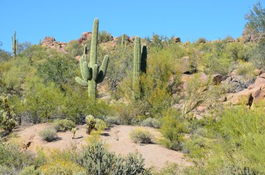 Tonto Ulusal Anıtı, Arizona 'nın orta kesimindeki Gila ilçesinde, Batıl inanç Dağları' nda bulunan bir ulusal anıttır. Bölge, Sonoran Çölü 'nün kuzeydoğu sınırında, kurak bir yaşam alanında yer almaktadır.