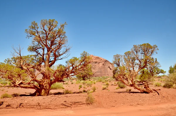 Pustynia Namib Namibia Afryka — Zdjęcie stockowe