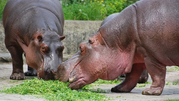 Dos Grandes Hipopótamos Zoológico —  Fotos de Stock