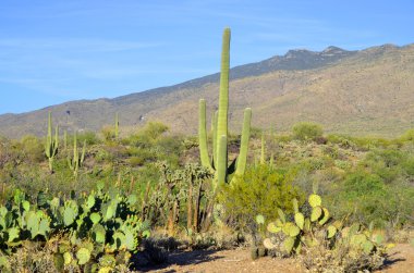 Saguaro, Carnegiea familyasından bir kaktüs türüdür. ABD 'nin Arizona eyaletindeki Sonoran Çölü' ne (Saguaro Ulusal Parkı) özgüdür..