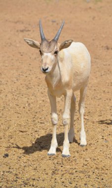 Genç addax (Addax nasomaculatus), Sahra Çölü 'nde yaşayan bir antilop türüdür..