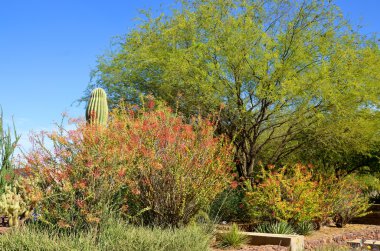Parkta renkli sonbahar ağaçları.