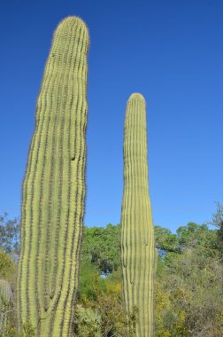 Saguaro, Carnegiea familyasından bir kaktüs türüdür. ABD 'nin Arizona eyaletindeki Sonoran Çölü' ne (Saguaro Ulusal Parkı) özgüdür..