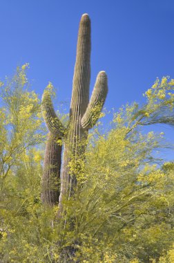 Organ Boru Kaktüsü (