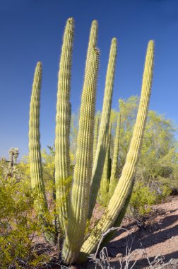 Organ Boru Kaktüsü (