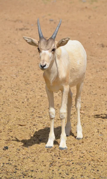 Young Addax Addax Nasomaculatus Also Known White Antelope Screwhorn Antelope — Stock Photo, Image