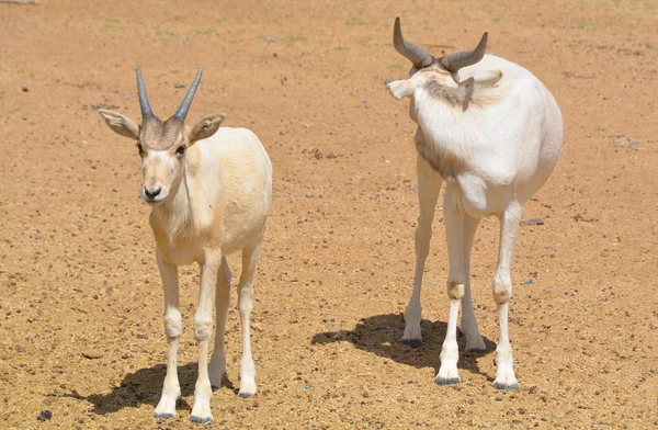 Jeune Addax Addax Nasomaculatus Également Connu Sous Nom Antilope Blanche — Photo