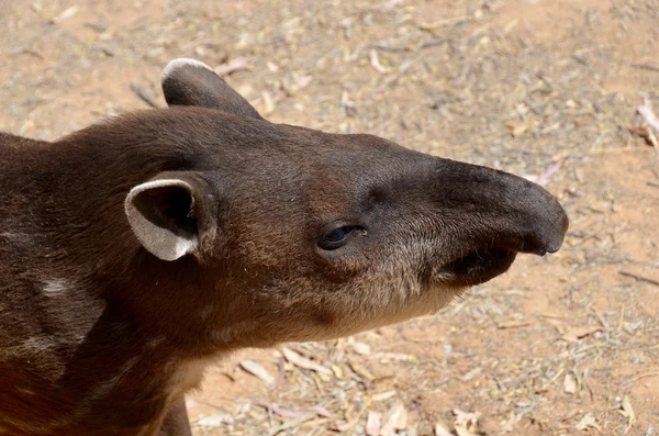 남아메리카 테이퍼 South American Tapir 브라질 Brazilian Tapi 테이퍼 Lowland — 스톡 사진