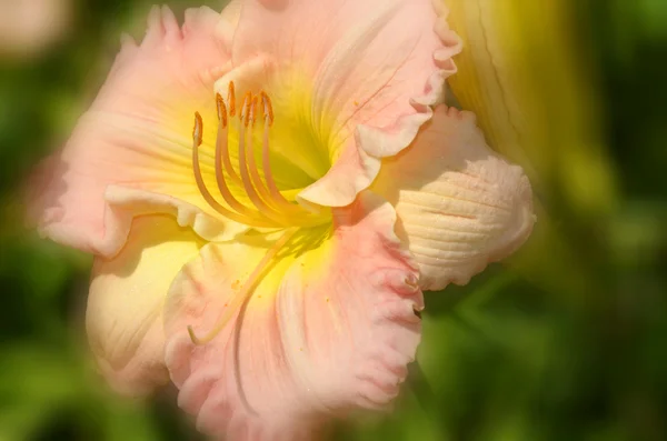 Yeşil Arka Plan Üzerinde Renkli Çiçek — Stok fotoğraf