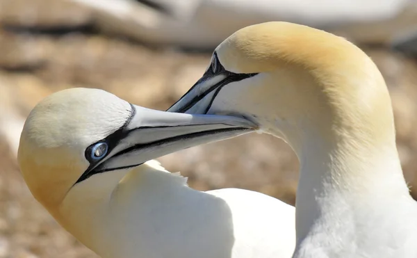 Colonia Gannets Del Norte Tomando Sol Frente Bonaventure Island Quebec —  Fotos de Stock