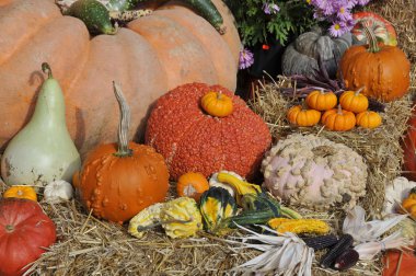 Piyasada çok çeşitli dekoratif balkabakları var. 