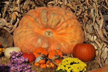 Piyasada çok çeşitli dekoratif balkabakları var. 