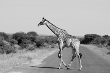 Kruger Park Güney Afrika: Zürafa (Giraffa camelopardalis), Afrika 'da yaşayan tek ayak parmaklı, karada yaşayan en uzun canlı hayvan türü ve en büyük geviş getiren hayvan türüdür..