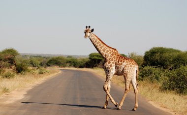 Kruger Park Güney Afrika: Zürafa (Giraffa camelopardalis), Afrika 'da yaşayan tek ayak parmaklı, karada yaşayan en uzun canlı hayvan türü ve en büyük geviş getiren hayvan türüdür..