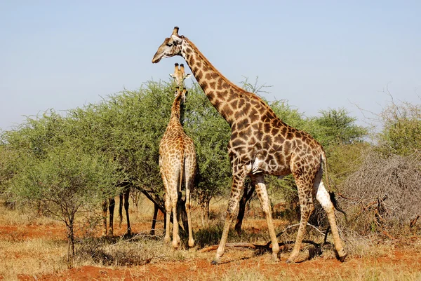 Güney Afrika Zürafa Kruger Park — Stok fotoğraf