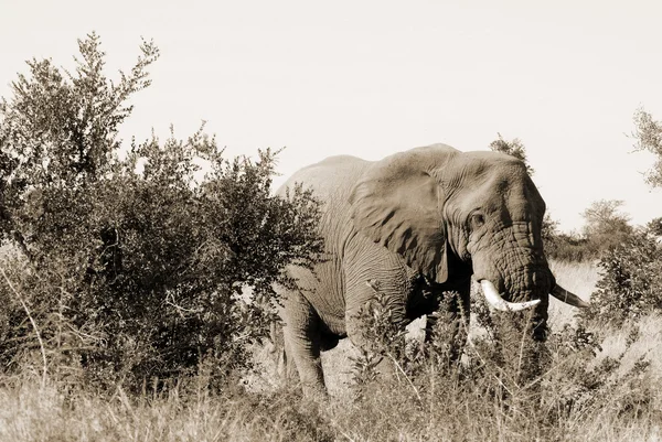 Elefante Africano Parque Nacional Kruger — Fotografia de Stock