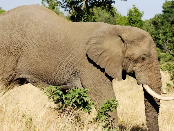 Kruger Park Jihoafrická Republika Afričtí Sloni Jsou Sloni Rodu Loxodonta — Stock fotografie