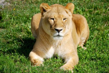 Aslan, Panthera cinsindeki dört büyük kediden biridir ve Felidae familyasının bir üyesidir. Bazı erkekler 250 kg ağırlığı (550 lb) aşarak kaplandan sonra yaşayan en büyük ikinci kedidir.