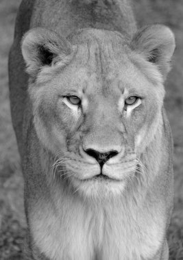 Aslan portre kadar yakın