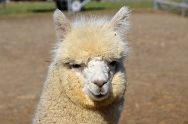 Alpaca (