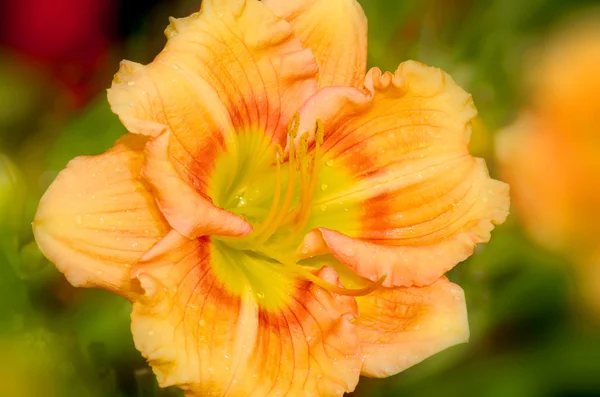 Bahçedeki Güzel Turuncu Çiçek — Stok fotoğraf