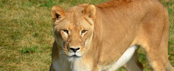 自然の中でのライオンの肖像画です — ストック写真