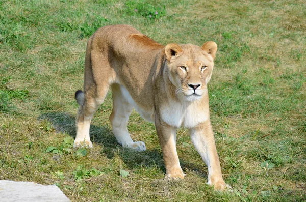 公園の雄ライオンは — ストック写真