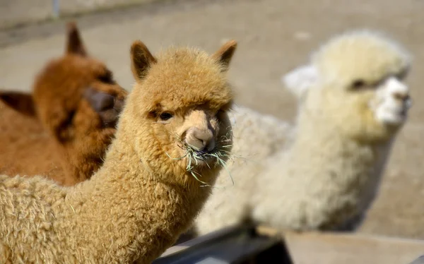 Alpaca Vicugna Pacos Одомашнений Вид Південноамериканських Камелідів Схожий Маленьку Ламу — стокове фото