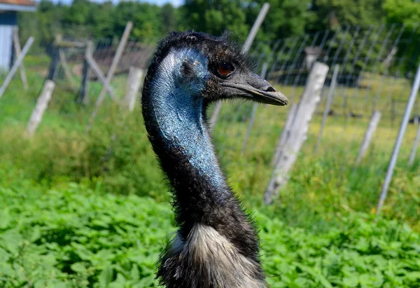 Emu Jest Największym Rodzimym Ptakiem Australii Jedynym Zachowanym Członkiem Rodzaju — Zdjęcie stockowe