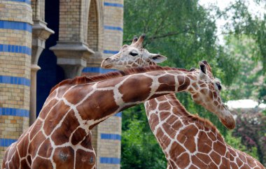 Hayvanat bahçesindeki zürafa heykeli, İtalya