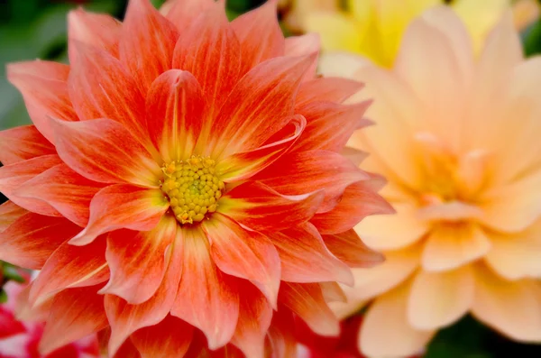 Kleurrijke Dahlia Bloemen Close — Stockfoto