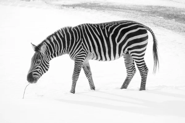 Wilde Zebra Sneeuw Dierentuin — Stockfoto