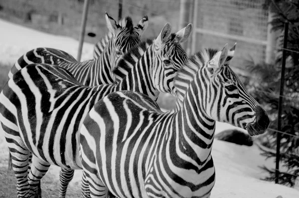 Hayvanat Bahçesinde Siyah Beyaz Zebra — Stok fotoğraf
