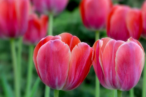 Pink Red Tulips Tulip Perennial Bulbous Plant Showy Flowers Genus — стокове фото