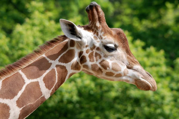 Retrato Uma Girafa Uma Grama Verde — Fotografia de Stock