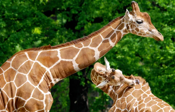 Jirafa Giraffa Camelopardalis Mamífero Ungulado Dedos Uniformes Africano Más Alta — Foto de Stock