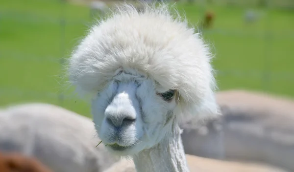 White animal face close up