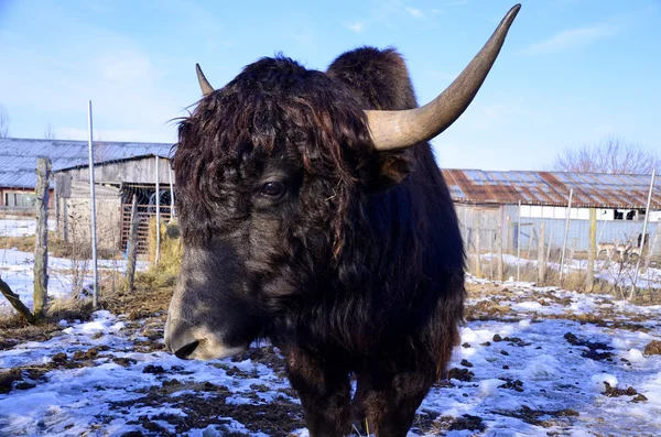 Yak Dlouhosrstý Skot Který Vyskytuje Celé Himálajské Oblasti Jižní Střední — Stock fotografie