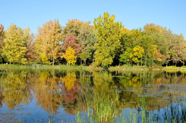 Bunte Landschaft Mit See Und Bäumen — Stockfoto