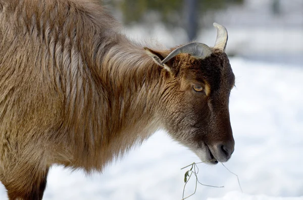 Wild goats(Capra aegagrus) are animals of mountain habitats. They are very agile and hardy, able to climb on bare rock and survive on sparse vegetation.