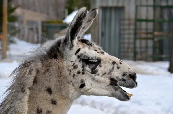 Cerrar Cara Los Animales Invierno — Foto de Stock