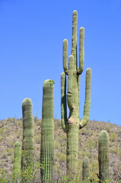 Saguaron Arborescent Trädliknande Kaktusart Det Monotypiska Släktet Carnegiea Det Infödda — Stockfoto