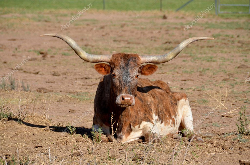 La longhorn de Texas es una raza de ganado conocido por sus cuernos