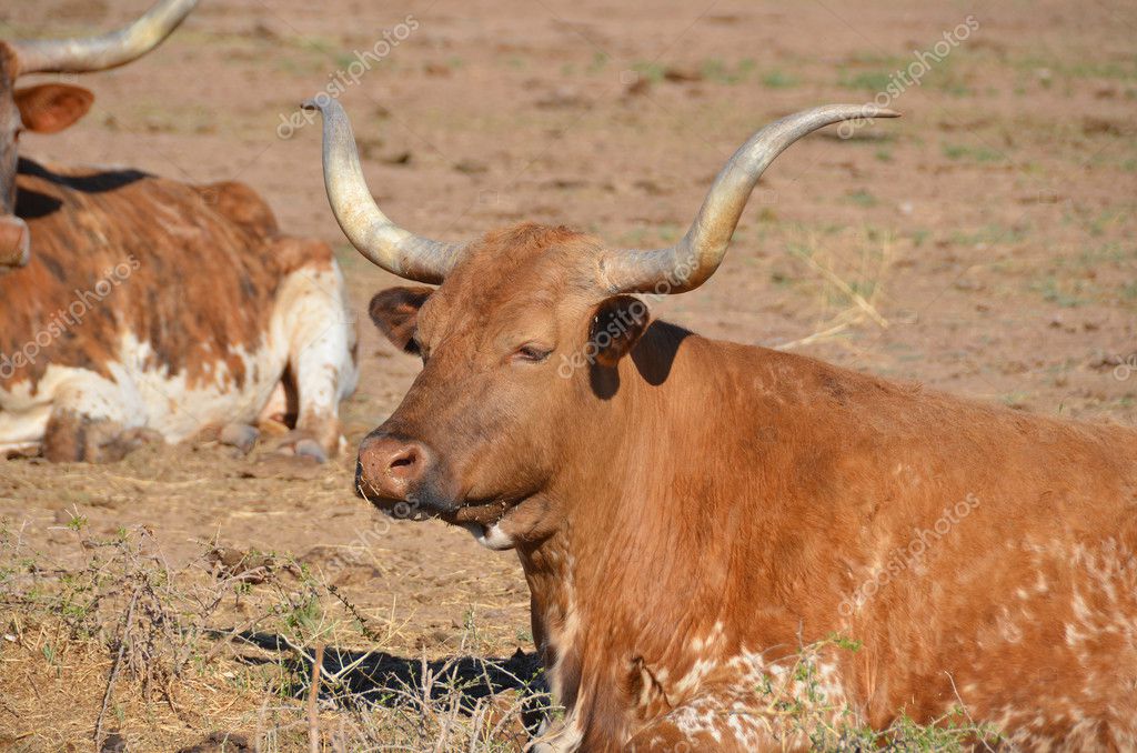 La longhorn de Texas es una raza de ganado conocido por sus cuernos