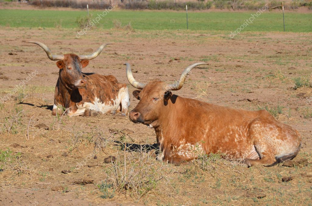 La longhorn de Texas es una raza de ganado conocido por sus cuernos