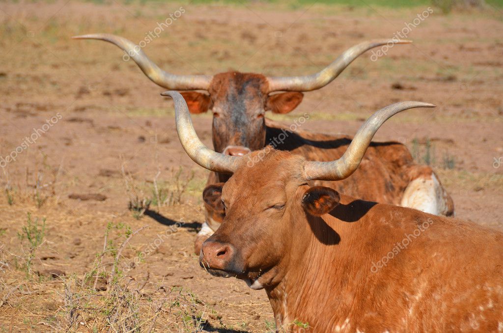 La longhorn de Texas es una raza de ganado conocido por sus cuernos