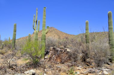 Saguaro, Carnegiea familyasından bir kaktüs türüdür. ABD 'nin Arizona eyaletindeki Sonoran Çölü' ne (Saguaro Ulusal Parkı) özgüdür..